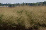 Switchgrass 